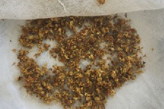 干桂花茶的制作方法，怎樣自制桂花茶？