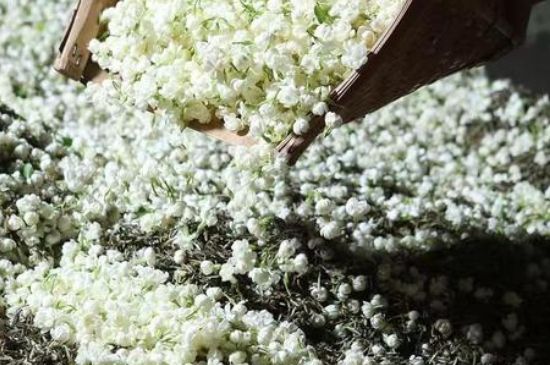 茉莉茶葉的功效與禁忌，什么人不適合喝茉莉花茶？