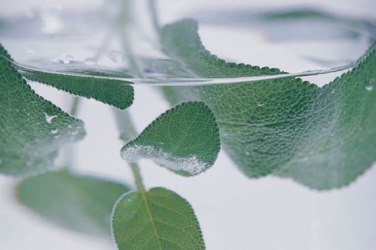 薄荷葉茶怎么制作，薄荷如何做成干茶葉