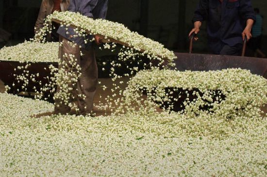 茉莉龍珠怎么做的，茉莉龍珠的制作工藝