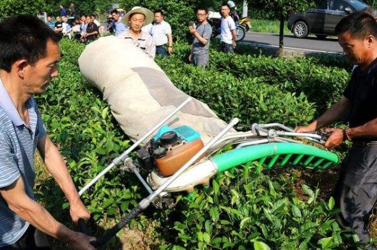 采茶的方法與步驟，如何正確采摘茶葉？