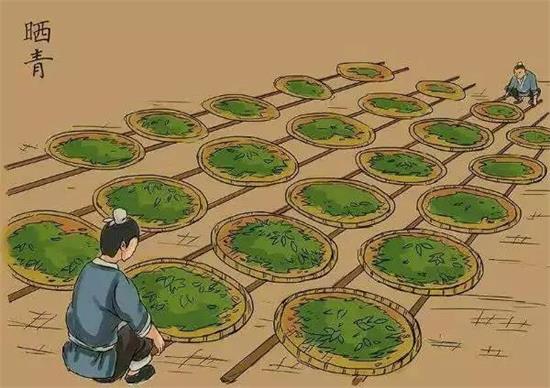 制茶八步驟，制茶工藝流程圖