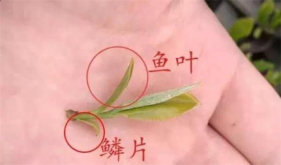 摘茶葉最快的方法，采摘茶葉怎么才能快？