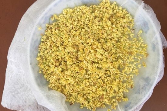 干桂花茶的制作方法，怎樣自制桂花茶？