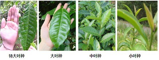 摘茶葉最快的方法，采摘茶葉怎么才能快？