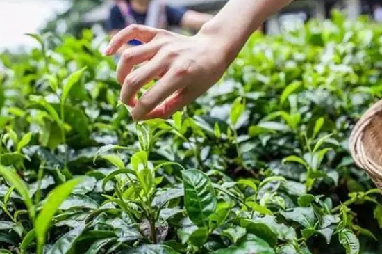 綠茶加工工藝流程圖，綠茶的加工制作包含哪幾個(gè)步驟？