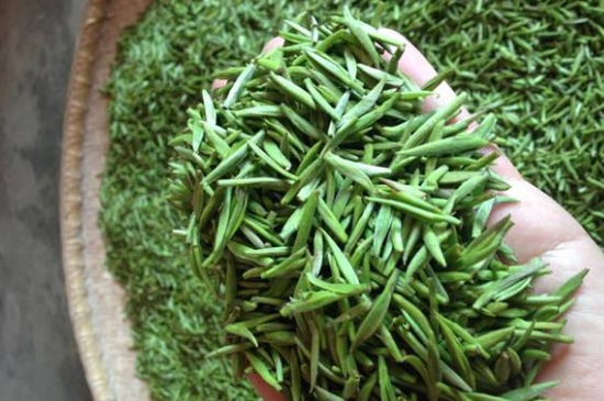 采茶的方法與步驟，如何正確采摘茶葉？