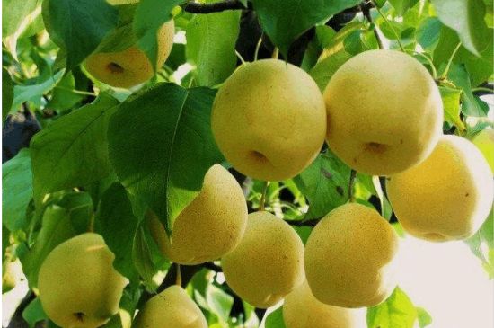 一把真正的本山綠泥壺最低多少錢(qián)，什么價(jià)格能買(mǎi)到本山綠泥紫砂壺？