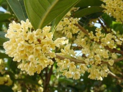 桂花泡茶禁忌，桂花泡水喝的9大禁忌