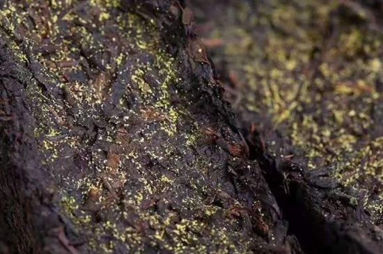 茯磚茶與普洱茶哪個(gè)好，茯茶和普洱茶口味區(qū)別