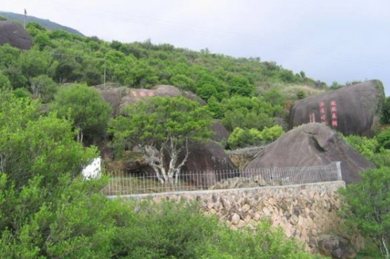 宋種一號價值為什么高，鳳凰單樅宋種1號價格與產量多少？