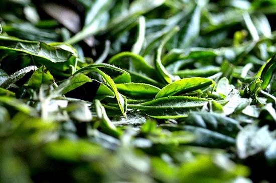 荒野銀針市場價多少，真正的荒野白毫銀針多少錢？