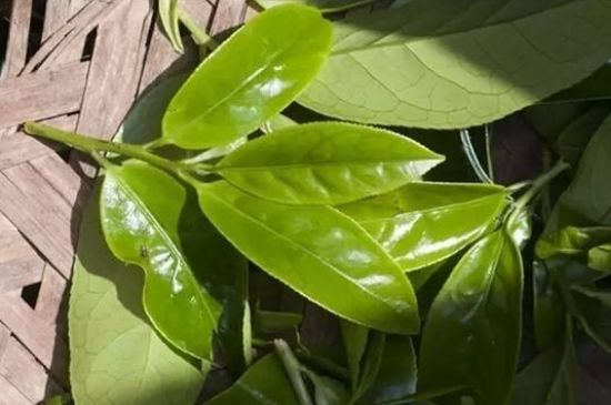 鴨屎香茶哪些人不能飲，什么人不能喝鴨屎香