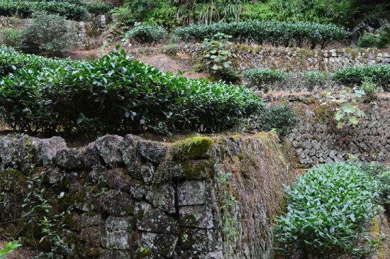 拼配的馬頭巖肉桂，還配叫馬肉嗎？請叫它“馬頭巖大紅袍”