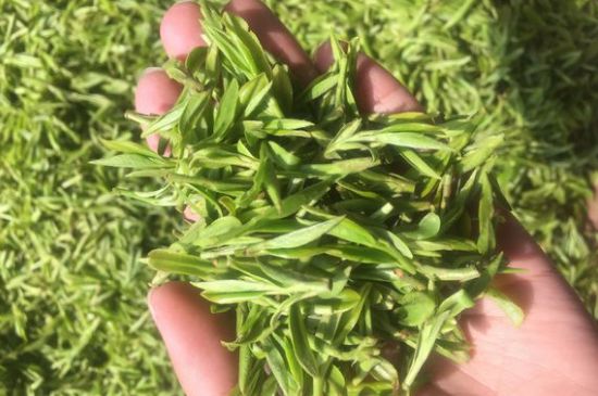 龍井好喝還是毛尖好喝，綠茶是龍井好還是毛尖好？