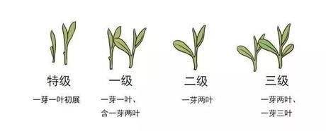 烏牛早和龍井的區(qū)別圖片，龍井43號(hào)和烏牛早茶的對(duì)比