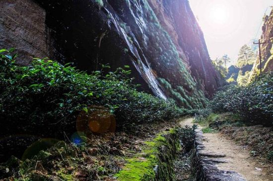 肉桂茶和大紅袍哪個貴，武夷山肉桂與大紅袍的價格比較