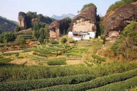 馬頭巖肉桂是大紅袍嗎，大紅袍肉桂屬于什么茶？