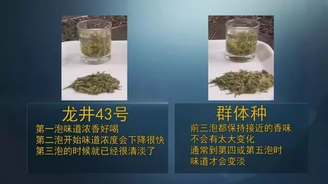 龍井群體種和43號(hào)的區(qū)別圖片，龍井43和群體種哪個(gè)好喝？