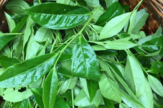 大紅袍可以放10年嗎，大紅袍放了十年能喝嗎