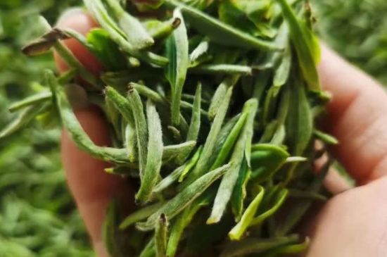 金壇雀舌算不算好茶，金壇雀舌屬于什么檔次茶葉？