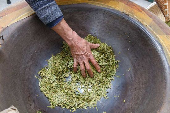 雀舌有一股青草味，雀舌為什么有青草味？