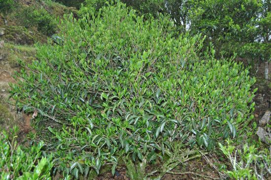 肉桂茶屬于紅茶嗎，牛欄坑肉桂是紅茶還是綠茶？