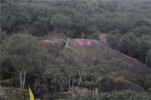 宋種一號價值為什么高，鳳凰單樅宋種1號價格與產量多少？