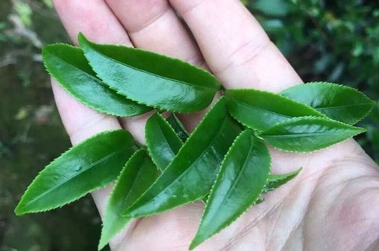 鋸朵仔跟鴨屎香哪個貴，鋸朵子和鴨屎香哪個好喝？