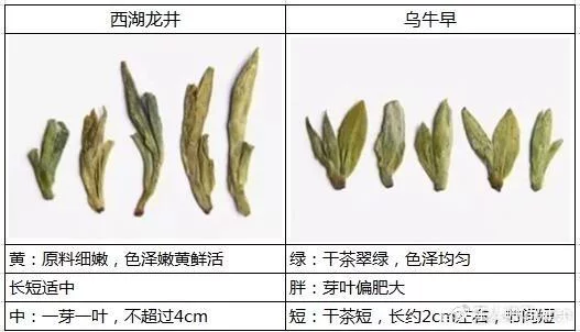 烏牛早和龍井的區(qū)別圖片，龍井43號(hào)和烏牛早茶的對(duì)比