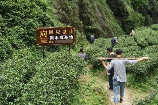 300塊錢的金駿眉能喝嗎，兩三百多金駿眉和一千多區(qū)別