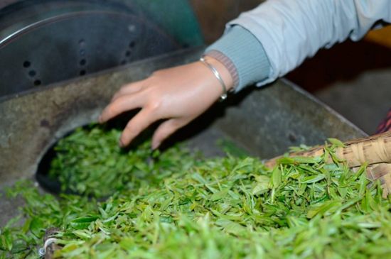 雀舌有一股青草味，雀舌為什么有青草味？