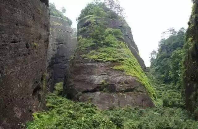 武夷山為什么盛產(chǎn)茶葉，武夷山茶為什么好喝？