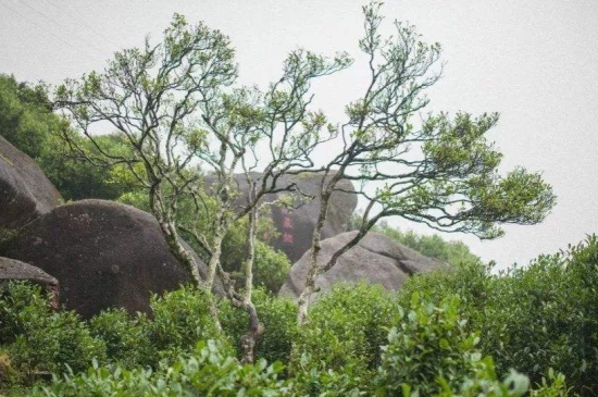 宋種一號價值為什么高，鳳凰單樅宋種1號價格與產量多少？