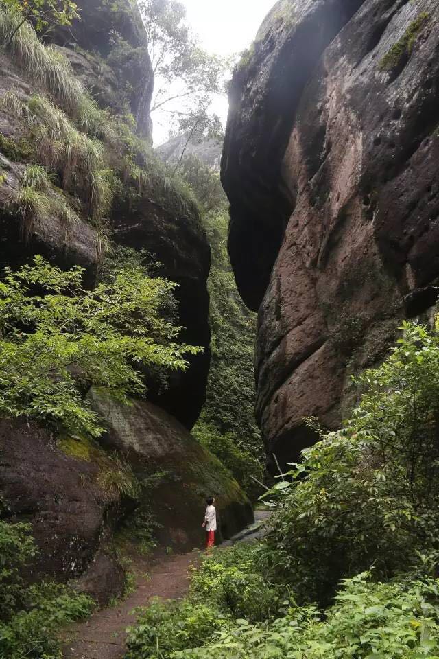武夷山為什么盛產(chǎn)茶葉，武夷山茶為什么好喝？