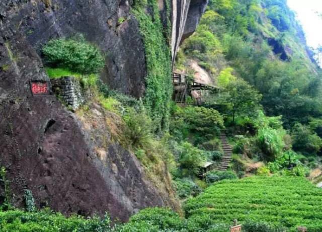 武夷山為什么盛產(chǎn)茶葉，武夷山茶為什么好喝？