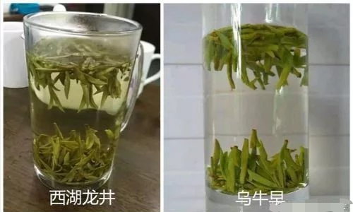 烏牛早和龍井的區(qū)別圖片，龍井43號(hào)和烏牛早茶的對(duì)比