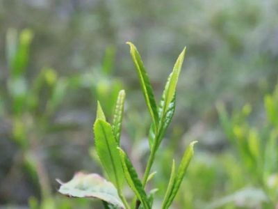六安瓜片的功效與禁忌，六安瓜片適合什么人喝