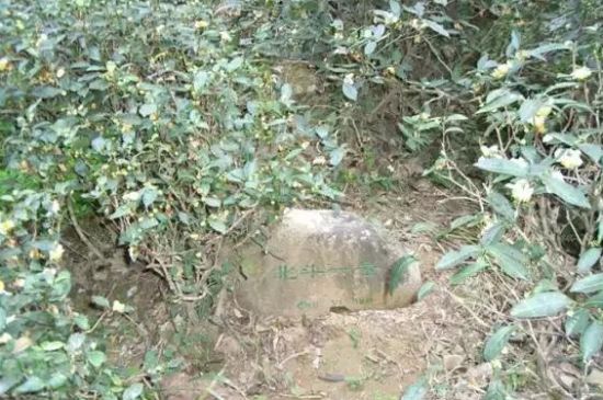 母樹大紅袍給誰喝了，為什么母樹大紅袍叫三棵六株？