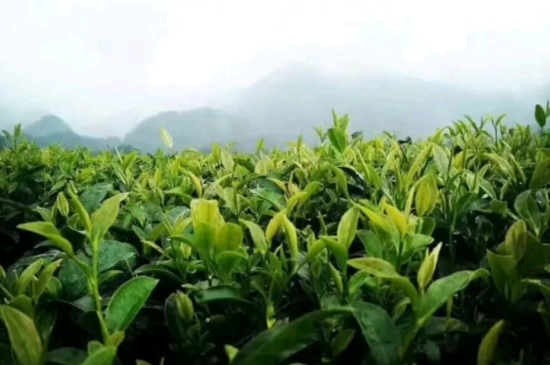一天3杯紅茶抗癌，常飲紅茶對身體有好處！