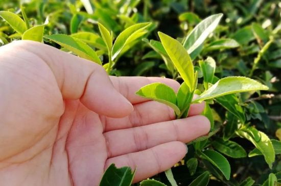 大紅袍四大品種有哪些，大紅袍的種類和著名品種特點(diǎn)介紹