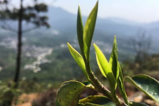 鳳凰單樅什么人不能喝，哪些人不能飲單叢茶