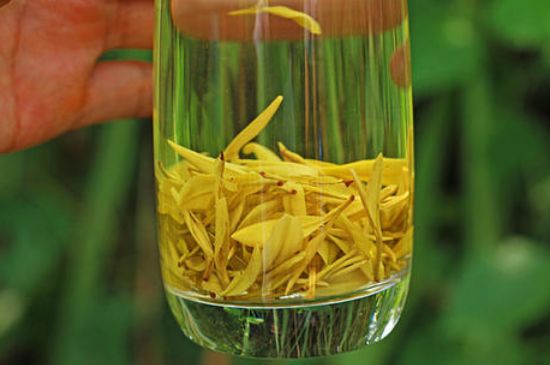 茶中奇葩黃金芽，安吉白茶中黃金芽的特點(diǎn)