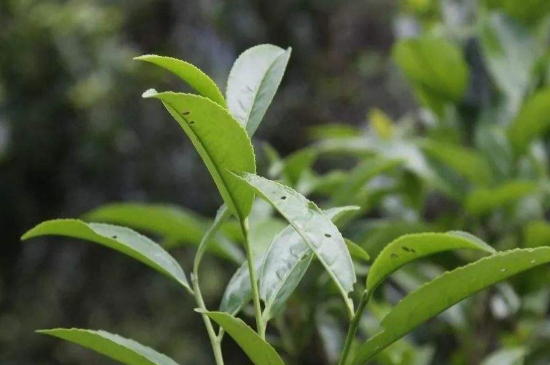 單叢茶十大香型以及常見品種大全，潮安鳳凰單樅十大名香歸類