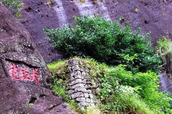宋種一號價值為什么高，鳳凰單樅宋種1號價格與產量多少？