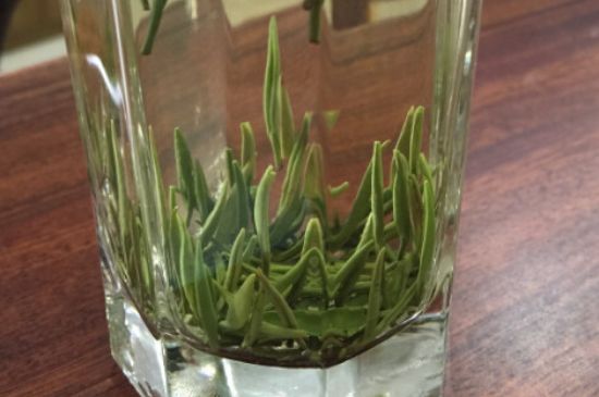 竹葉青和雀舌哪個貴，竹葉青茶貴嗎？