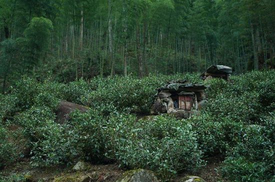 300塊錢的金駿眉能喝嗎，兩三百多金駿眉和一千多區(qū)別