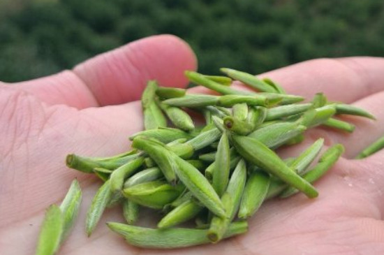 什么綠茶茶葉唇齒留香，哪個(gè)品種綠茶香氣好？