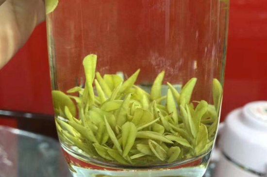 茶中奇葩黃金芽，安吉白茶中黃金芽的特點(diǎn)