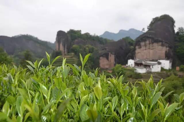 武夷山為什么盛產(chǎn)茶葉，武夷山茶為什么好喝？